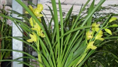 Photo of Cuidados com o cymbidium, cimbidium ou orquídea de barco