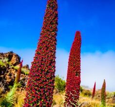 Photo of Cuidados com o Echium webbii ou com o Blue Harrier