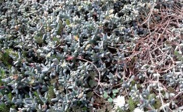 Photo of Cuidados com o karooicum Delosperma ou planta de gelo