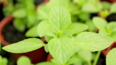 Photo of Cuidados com o manjericão do mato: Dicas para o cultivo do manjericão no jardim