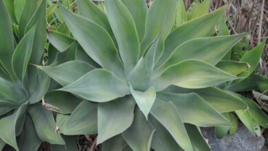 Photo of Cuidados com o Potatorum de Agave ou com a planta da montanha Maguey