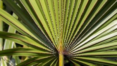 Photo of Cuidados com o Sabal menor ou com a planta Sabal anã