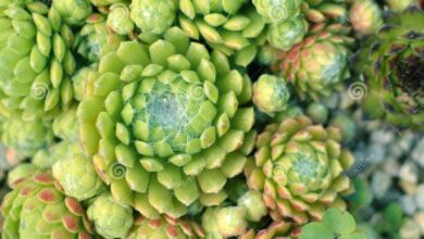 Photo of Cuidados com o Sempervivum arachnoideum ou teia de aranha verde