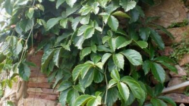 Photo of Cuidados com o Tetrastigma voinierianum ou planta Tetrastigma