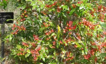 Photo of Cuidados com Ochna serrulata, Mickey Mouse ou planta Ocna