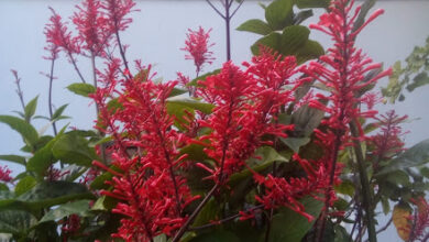 Photo of Cuidados com Odontonema strictum ou Clavo de fuego