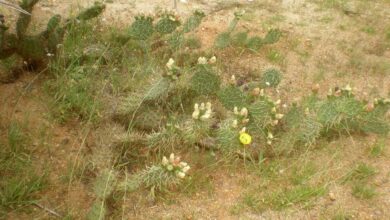 Photo of Cuidados com Opuntia engelmannii ou Nopal Cuijo