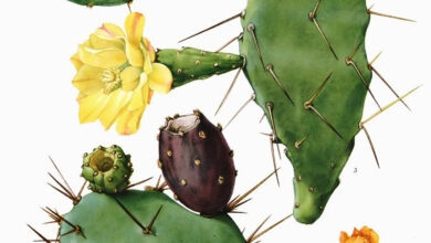 Photo of Cuidados com Opuntia ficus-indica, figo da Índia ou planta Nopal