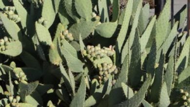 Photo of Cuidados com Opuntia linguiformis ou planta de língua de vaca