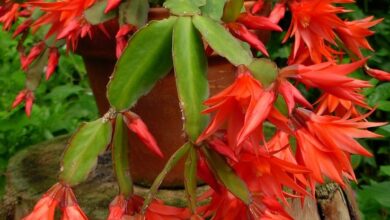 Photo of Cuidados com os cactos Hatiora gaertneri ou Easter cactus