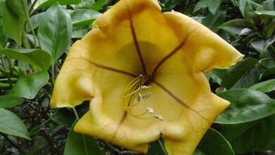 Photo of Cuidados com os máximos Solandra ou Trompete Gigante