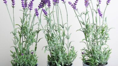 Photo of Cuidados com os recipientes de lavanda: dicas para cultivar lavanda em vasos