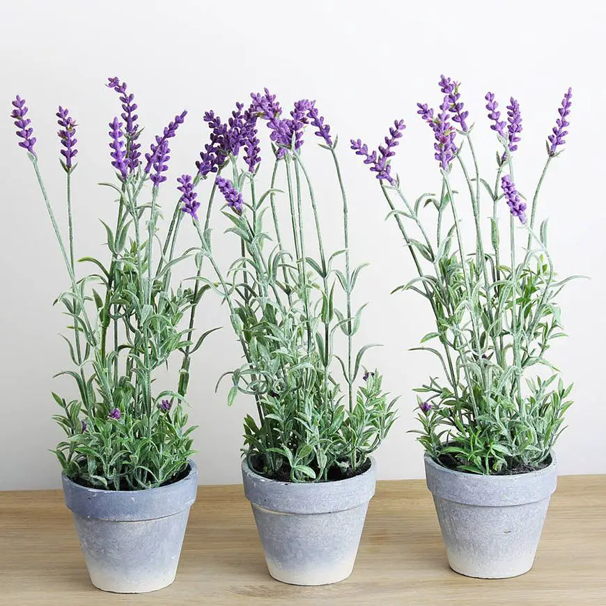 Cuidados com os recipientes de lavanda dicas para cultivar lavanda em