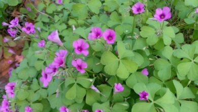 Photo of Cuidados com Oxalis articulata ou vinagre rosa