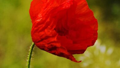 Photo of Cuidados com Papaver rhoeas, Ababol ou Poppy