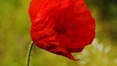 Photo of Cuidados com Papaver rhoeas, Ababol ou Poppy