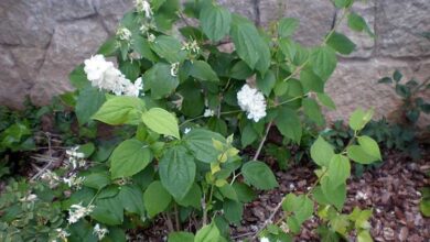 Photo of Cuidados com Philadelphus x virginalis ou Celindo virginalis