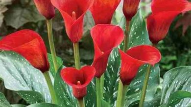 Photo of Cuidados com plantas Arum, anel ou flor de primavera