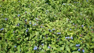 Photo of Cuidados com plantas Ceratostigma plumbaginoides ou Falso Plumbago