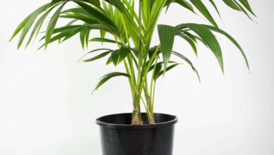 Photo of Cuidados com plantas de Howea forsteriana, Kentia ou Palma del Paraiso