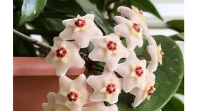 Photo of Cuidados com plantas de Hoya ou Waxflower