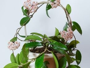 Photo of Cuidados com plantas de Hoya ou Waxflower