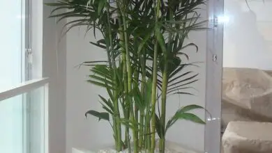 Photo of Cuidados com plantas em vasos de interior: Dicas para o cultivo de plantas em vasos como plantas domésticas