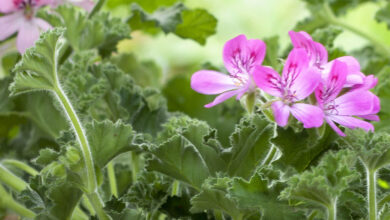 Photo of Cuidados com plantas Pelargonium exstipulatum ou Gerânio poleo