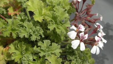 Photo of Cuidados com plantas Pelargonium radens ou gerânio com folhas perfumadas