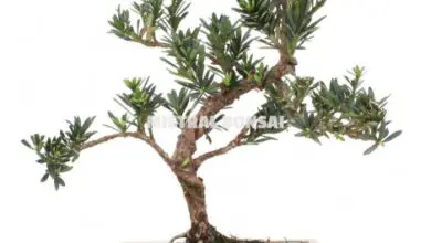 Photo of Cuidados com Podocarpus macrophyllus ou Podocarpus japanica