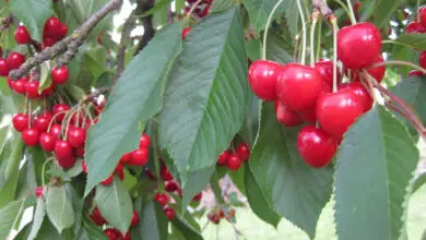 Photo of Cuidados com Prunus avium ou cerejeira-doce