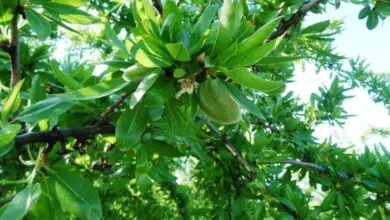 Photo of Cuidados com Prunus dulcis ou planta de amêndoa