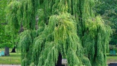 Photo of Cuidados com Salix baylonica ou salgueiro chorão