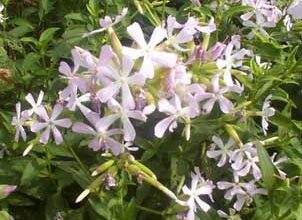 Photo of Cuidados com Saponaria officinalis, Jabonera ou Savonnière