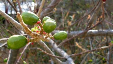 Photo of Cuidados com Spondias purpurea ou Jocote corona