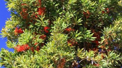 Photo of Cuidados com Stenocarpus sinuatus ou com a árvore da roda de fogo