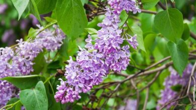 Photo of Cuidados com Syringa vulgaris, Lilás ou Lilo