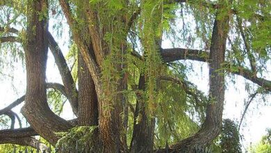 Photo of Cuidados com Taxodium mucronatum, cipreste mexicano ou árvore Ahuehuete