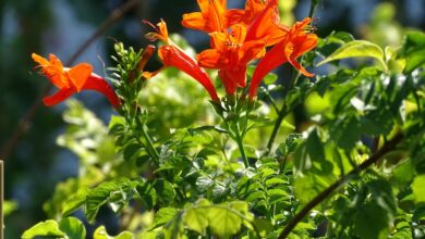 Photo of Cuidados com Tecoma capensis, Bignonia roja ou Tecomaria