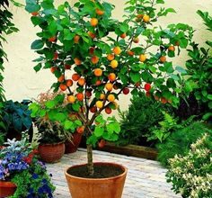 Photo of Cuidados com Tomate Cereja Fantasma – Dicas para o cultivo de plantas cerejeiras fantasmas