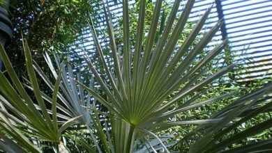 Photo of Cuidados com Trithrinax campestris ou Caranday