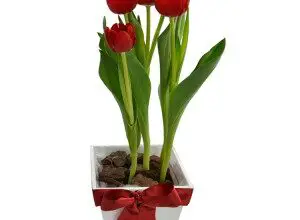 Photo of Cuidados com tulipas ou plantas de tulipas