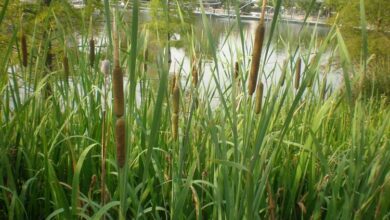 Photo of Cuidados com Typha latifolia, Espadaña ou Anea