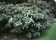 Photo of Cuidados com Viburnum rhytidophyllum ou Curly-leaved Viburnum