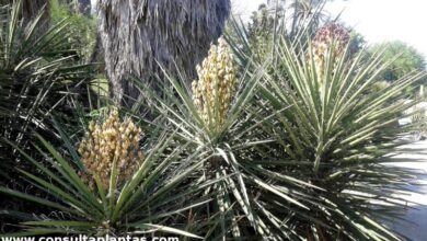 Photo of Cuidados com Yucca schidigera ou Mojave Yucca