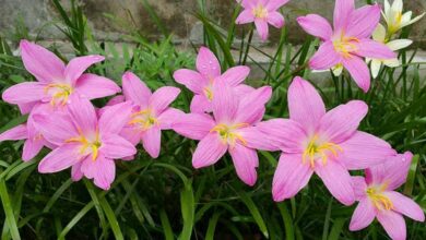 Photo of Cuidados com Zephyranthians carinata ou Rain Lilies