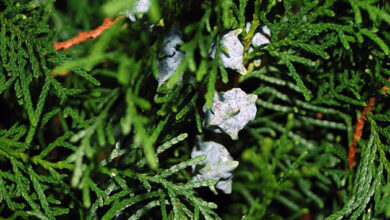 Photo of Cuidados culturais da Thuja ou Árvore da Vida