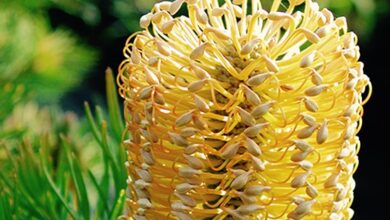 Photo of Cuidados da Banksia praemorsa ou da planta de folhas soltas Banksia