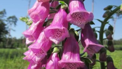 Photo of Cuidados da planta Digitalis purpurea, Dedalera ou Foxglove