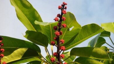 Photo of Cuidados da Schefflera actinophylla, uma árvore com flores coloridas